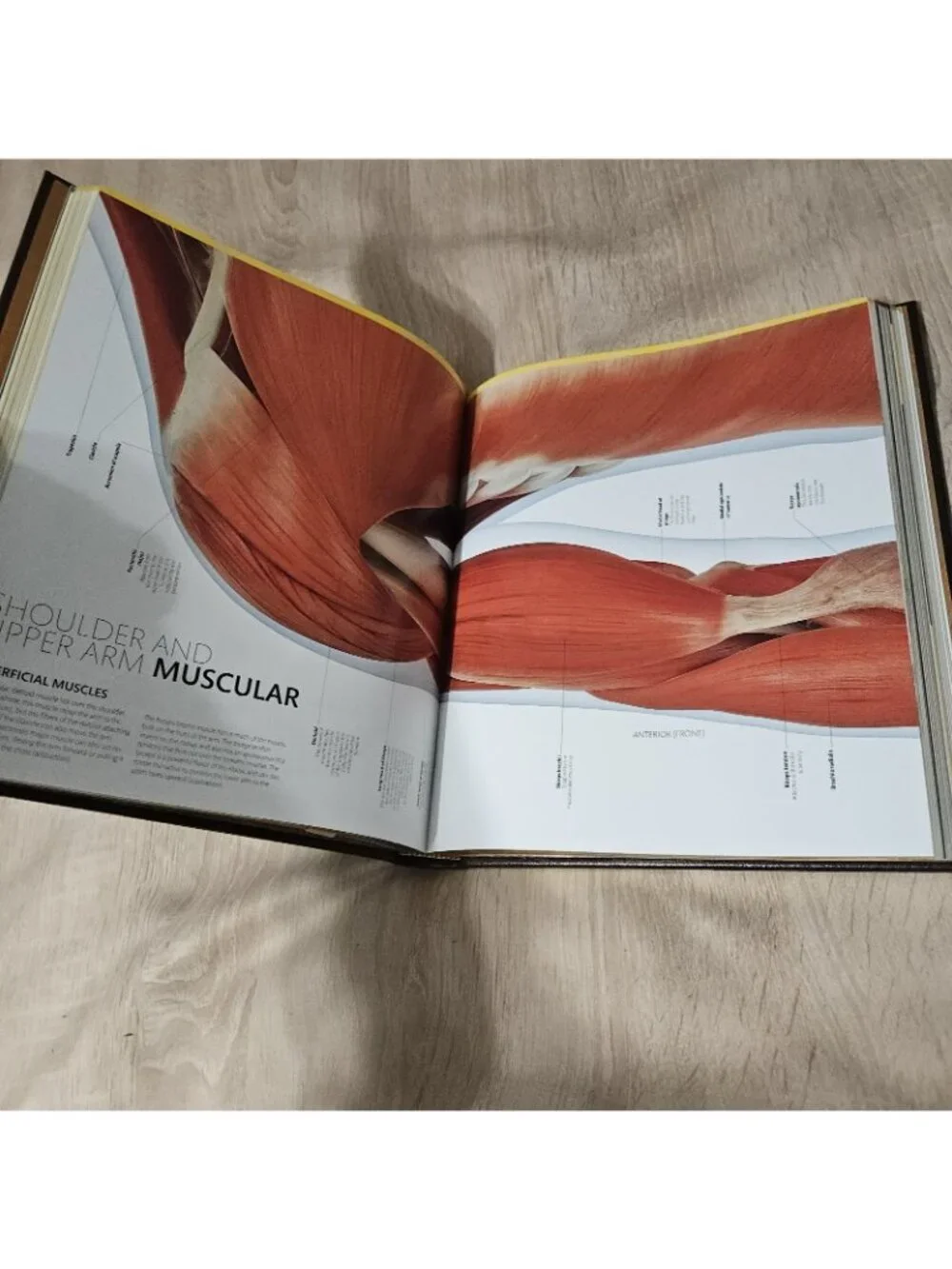 The Complete Human Body The Definitive Viual Guide By Dr Alice Roberts
